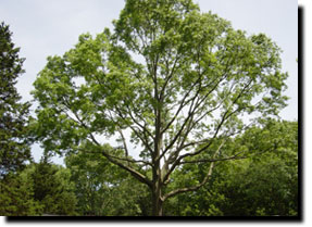 Tree Diagnosis -  Weston Arborists