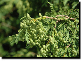 IPM - Weston Arborists
