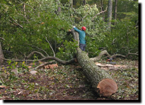 Land Clearing