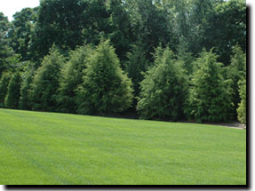 Lawns